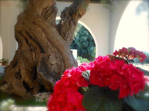L'ulivo Bed And Breakfast