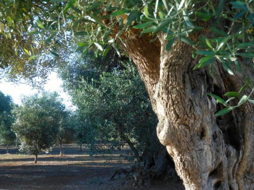 L'ulivo Bed And Breakfast