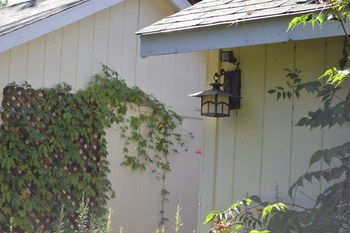 Bed & Breakfast Backyard Garden Oasis