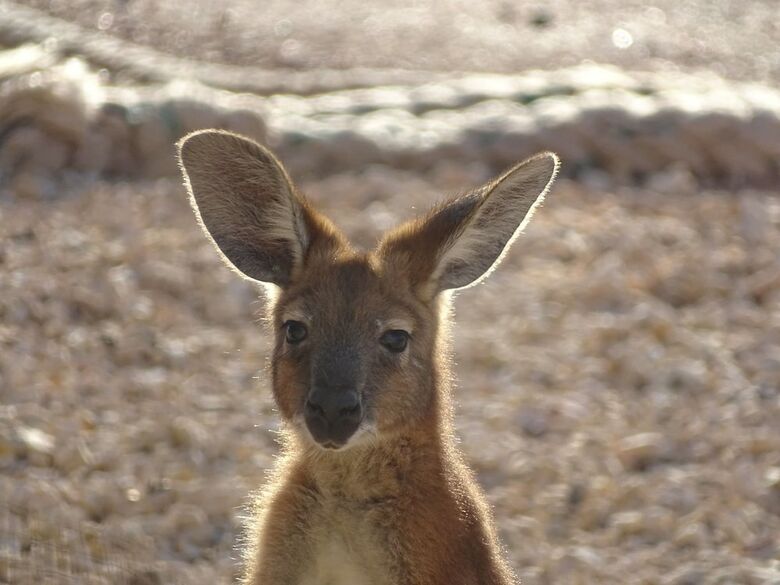 Bed & Breakfast On The Deck @ Shark Bay