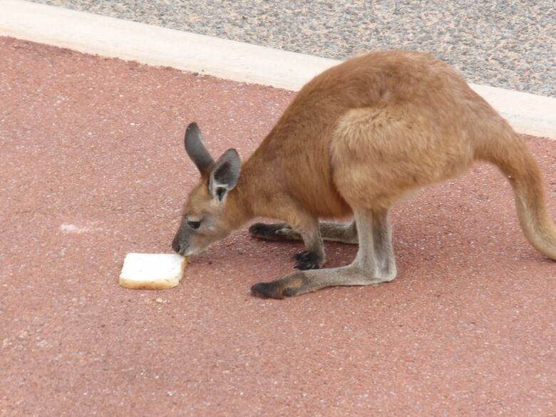 Bed & Breakfast On The Deck @ Shark Bay