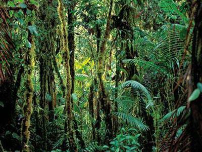 Posada Selva De Laurel