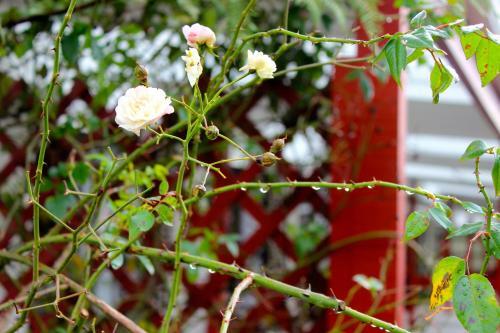 Lake Matheson Motel