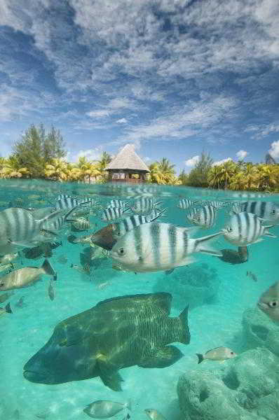 Apartamento The St. Regis Bora Bora Resort