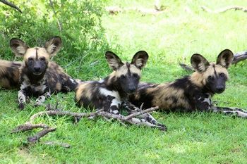 Agroturismo Azura Selous