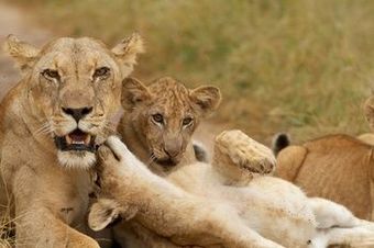 Agroturismo Azura Selous