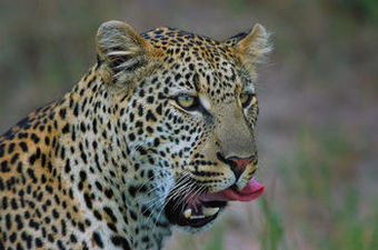 Agroturismo Azura Selous