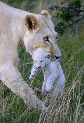 Posada African Pride Pumba Private Game Reserve