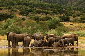 Posada Shamwari Game Reserve