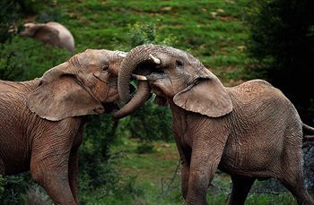 Posada Shamwari Game Reserve