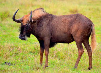 Posada Amakhala Safari Lodge