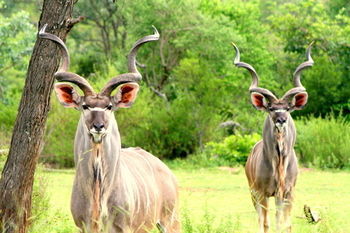 Posada Amakhala Safari Lodge