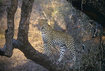 Posada Amakhosi Safari Lodge