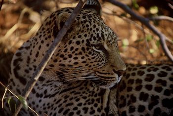Posada Amakhosi Safari Lodge