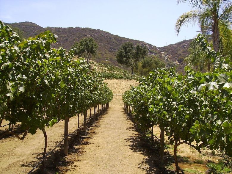 Hotel Vineyard Hacienda
