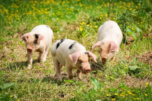 Agroturismo Huntstile Organic Farm