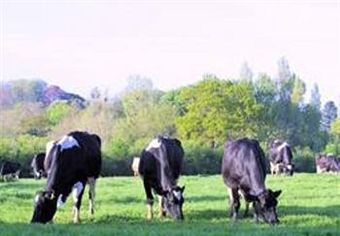 Agroturismo Canonsgrove Farm