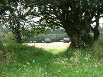 Agroturismo Hay Meadow Farm