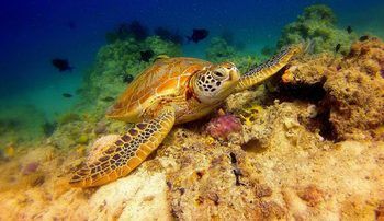 Apartamento Scuba Tiger Semporna Holiday Resort