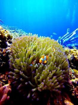 Apartamento Scuba Tiger Semporna Holiday Resort
