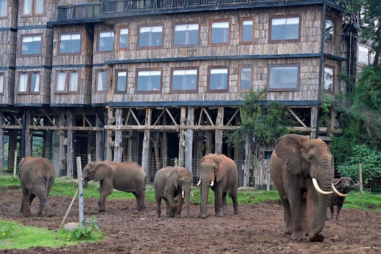 Lodge Treetops