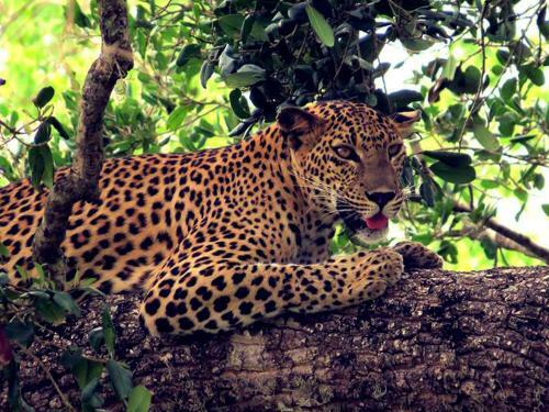 Mahoora Tented Safari Camp - Yala