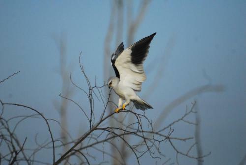 Mahoora Tented Safari Camp - Yala