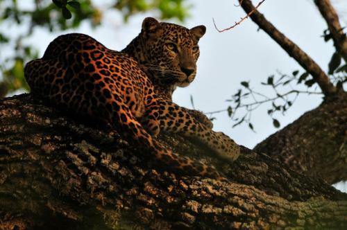 Mahoora Tented Safari Camp - Yala