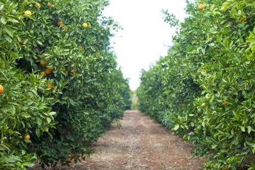 Agroturismo Quinta Dos I�s