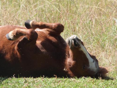 Agroturismo Lydenrust Guest Farm