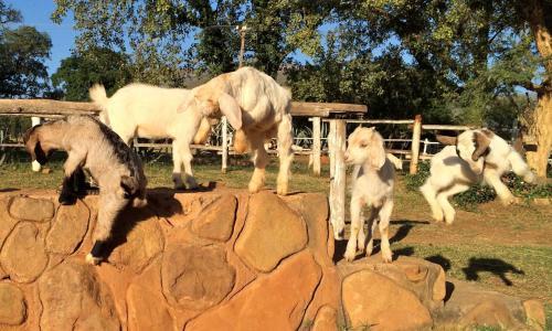 Agroturismo Lydenrust Guest Farm