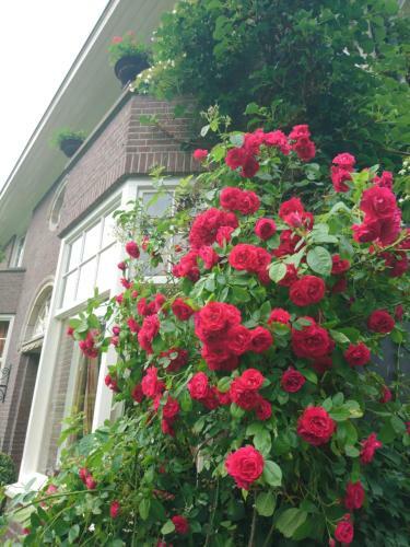 Boutique B&B Huize De Worp