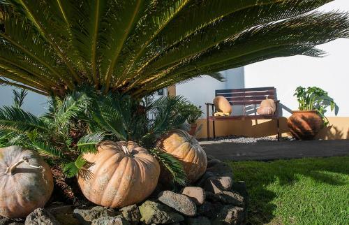 Bed & Breakfast Vila Belgica