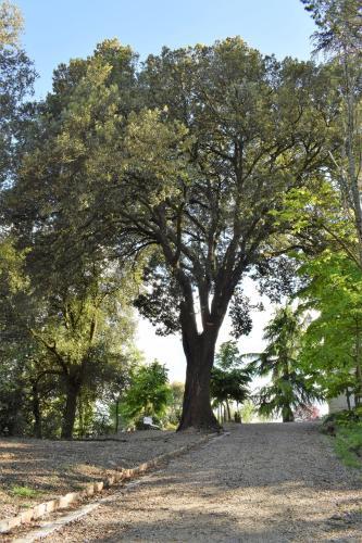 "villa Bizzi"
