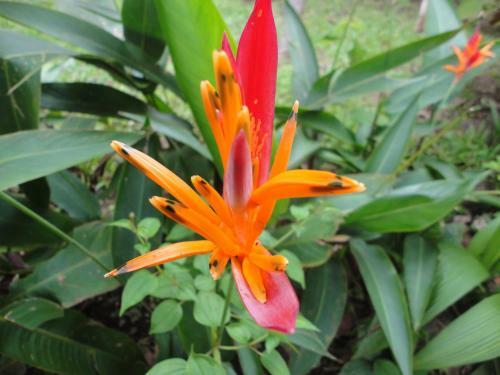 Ceiba Tree Lodge