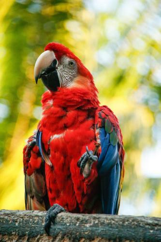 Lodge Corto Maltes Amazonia