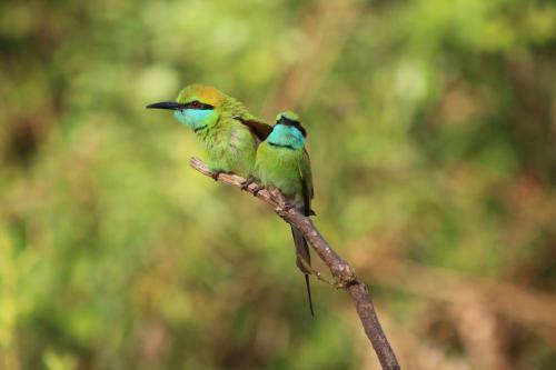 Posada Birds Paradise Inn