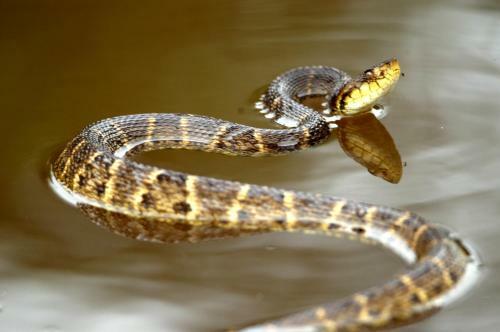 Lodge Tropical Adventures & Expeditions