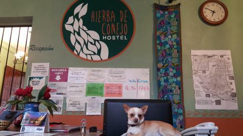 Hierba De Conejo Hostel