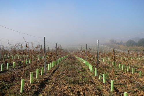 Agroturismo Entre Vinhas E Mar