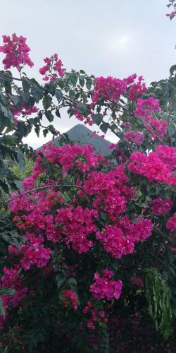T�o Felix Eco Lodge