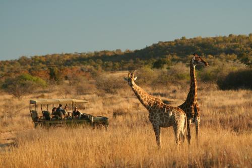 Makweti Safari Lodge