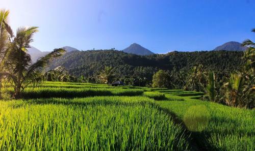 Maliana Homestay