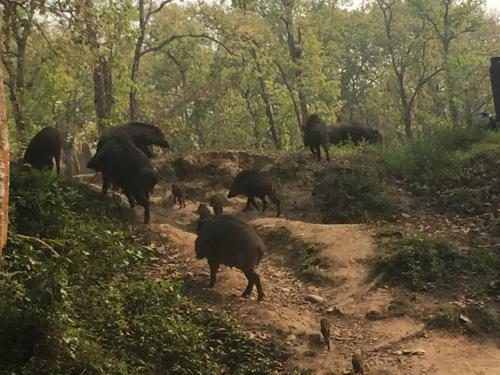 Hotel Chitwan Safari Camp & Lodge