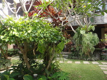 Hostal Frangipani Bungalow