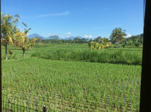 Ubud Rice Field Villa