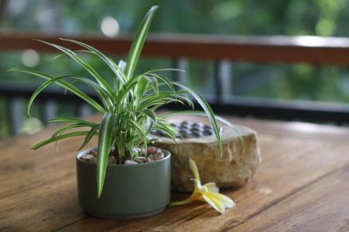 Villa Capung Mas Ubud
