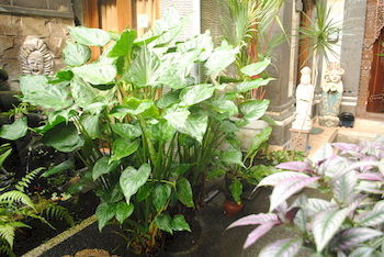 Hotel Jangkrik Homestay