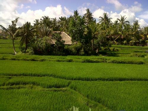 Hostal Arjana Bungalows Rice Field