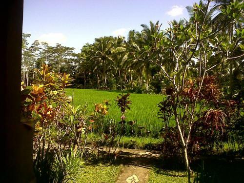 Hostal Arjana Bungalows Rice Field